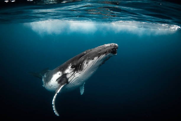 Humpback whale playfully swimming in clear blue ocean while blowing bubblesHumpback whale playfully swimming in clear blue ocean