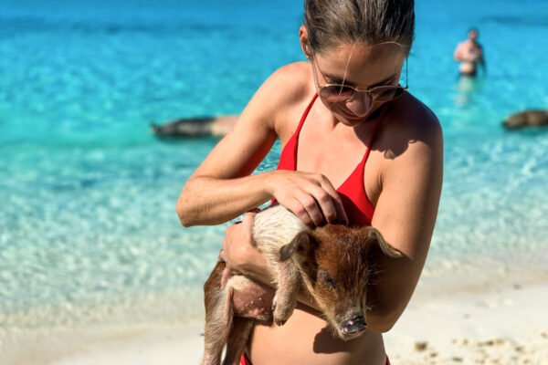 Swimming with the pigs