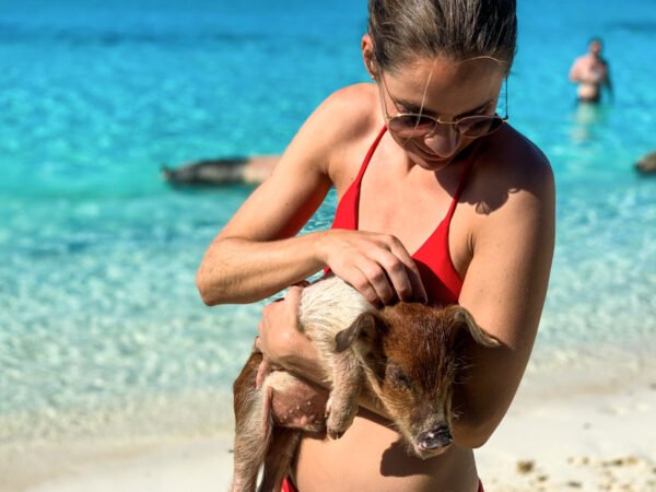 Swimming with the pigs